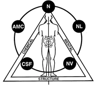 History of Applied Kinesiology